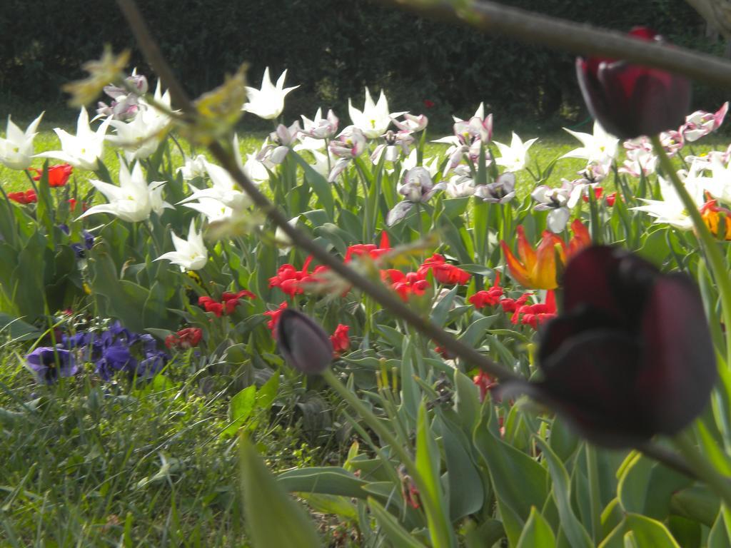 Agriturismo Il Magicorto Cassola ห้อง รูปภาพ