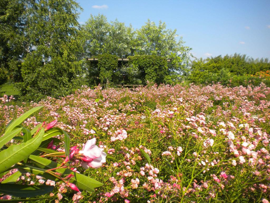 Agriturismo Il Magicorto Cassola ภายนอก รูปภาพ
