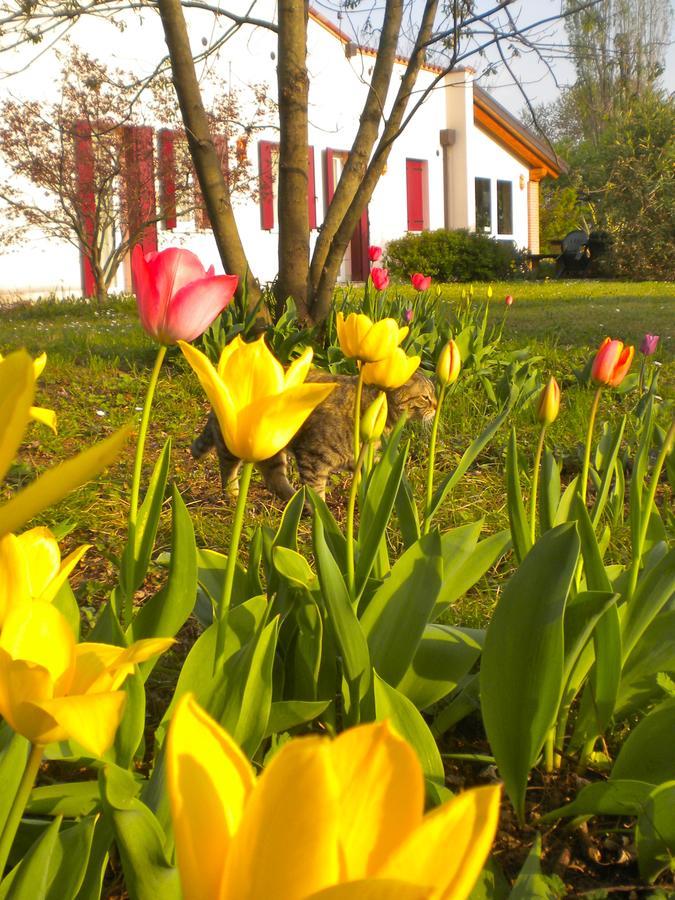 Agriturismo Il Magicorto Cassola ภายนอก รูปภาพ